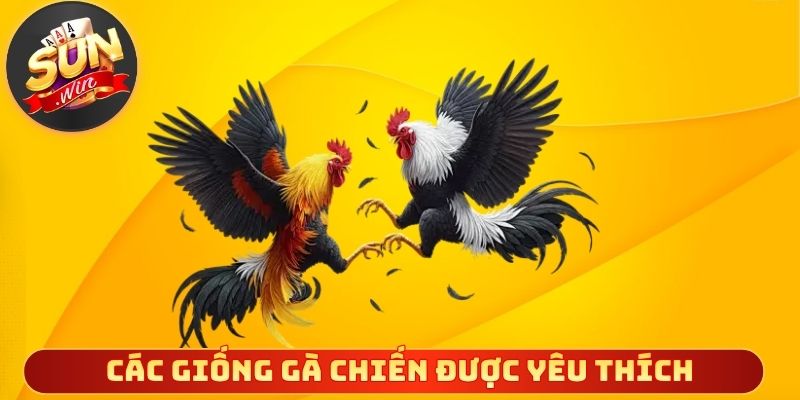 Các giống gà chiến được giới chơi gà đặc biệt yêu thích