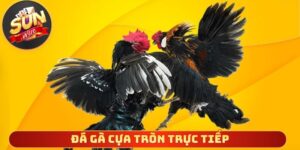 Đá gà cựa tròn trực tiếp