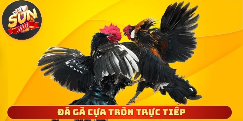 Đá gà cựa tròn trực tiếp