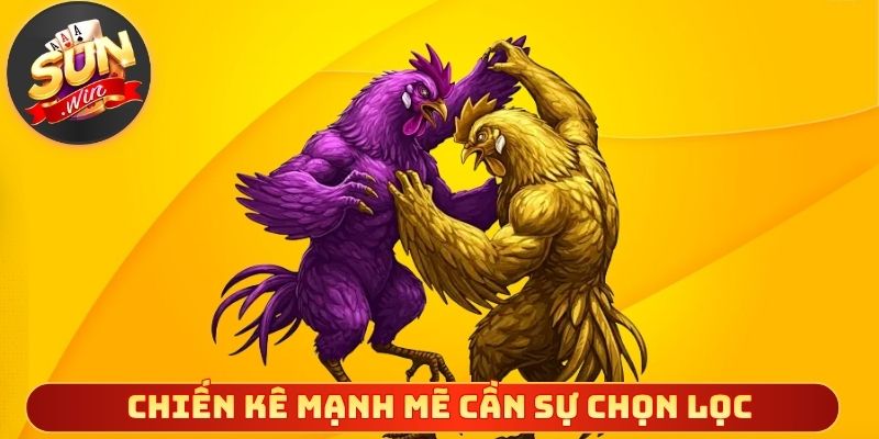 Chiến kê mạnh mẽ cần sự chọn lọc khôn ngoan và kỹ lưỡng
