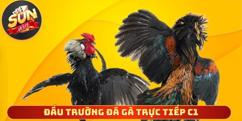 Đấu trường đá gà trực tiếp C1 quyền lực đỉnh cao