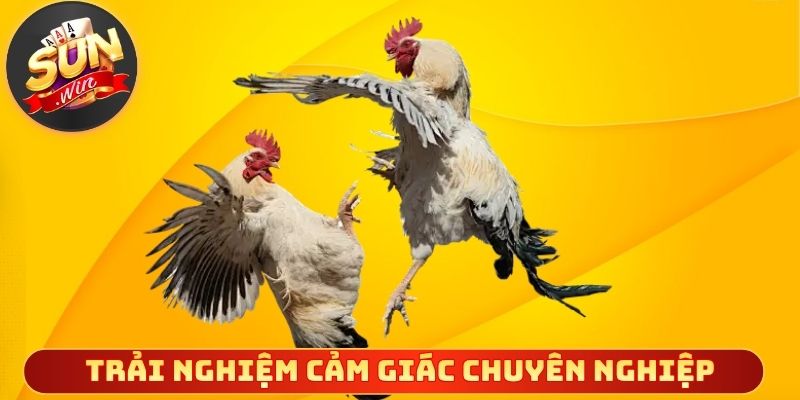 Trải nghiệm cảm giác sôi động chuyên nghiệp